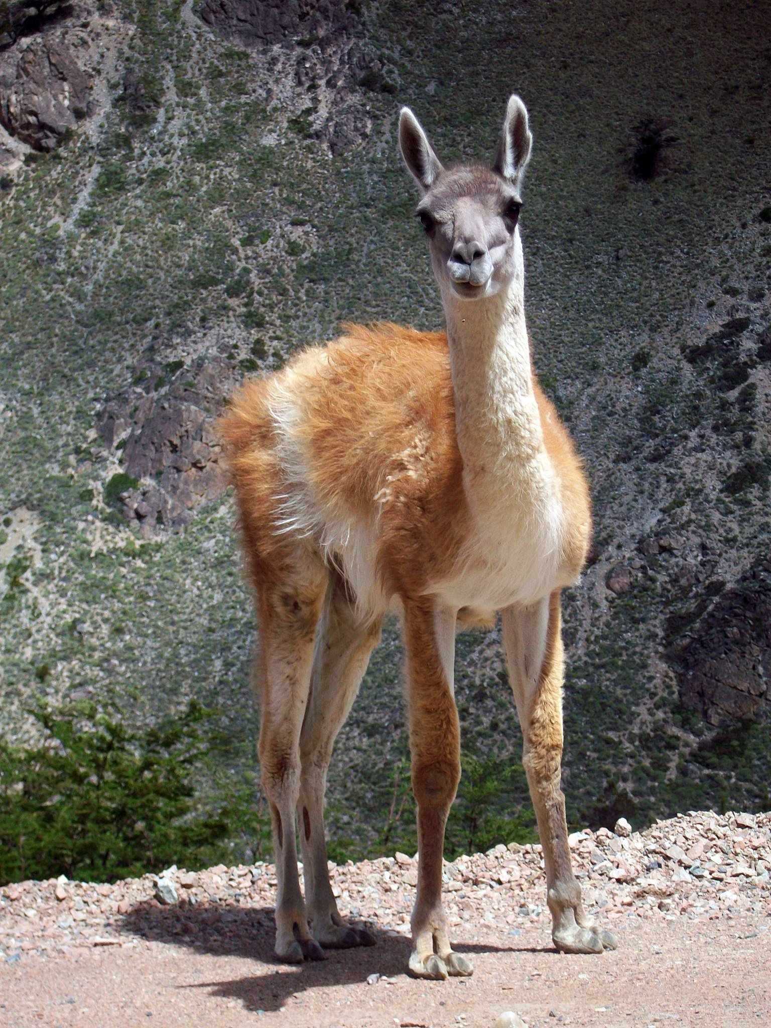 야생 과나코 출몰 지역 (Sendero del Guanaco 인근)